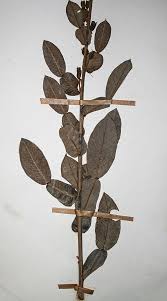 Image result for Droogmansia