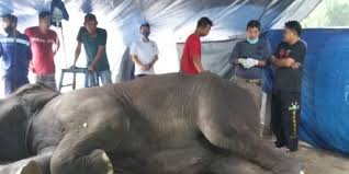 Lyric:aku bermalam di rimba ditepi sungai suara dibuai kedamainan sempurna dikaki kayu raksasa dipundak batu. Gajah Betina Di Taman Rimba Jambi Mati Merdeka Com