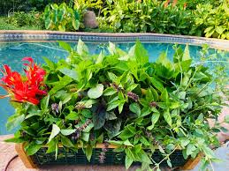 Image result for Achyrospermum