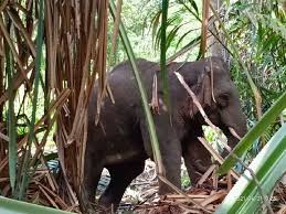 Maybe you would like to learn more about one of these? 5 Wild Elephants Captured Near Tanah Merah