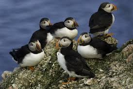 Orkney Puffin Puffin Animals All Gods Creatures