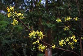 Image result for Ochna richardsiae