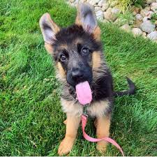 Their impeccable training allows them to be not only a superb guard or protection dog but also the perfect addition to any family. White German Shepherd Puppies For Sale In Sri Lanka Pets Lovers