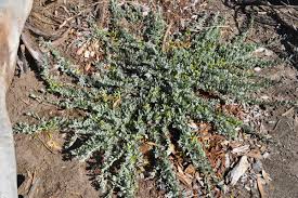 Image result for Landolphia glabra