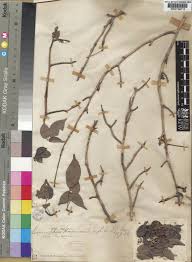 Image result for Commiphora mossambicensis