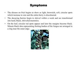 Brown Spots On Grapes: Are They Safe To Eat? | Gina Burgess