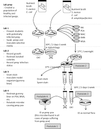 A Microbiology Teaching Lab Using Kochs Postulates To