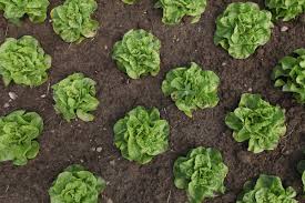 Maybe you would like to learn more about one of these? The Myth Behind Painkilling Lettuce Pacific Standard