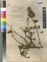 Image result for Paropsia