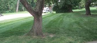 Alex has been mowing residential lawns around bellevue for 7 years, starting with a few neighbors who enjoyed his work on his own lawn. Lawn Mowing Services Omaha Ne We Mow Omaha United States Mowing Services Lawn Maintenance Fall Lawn Maintenance