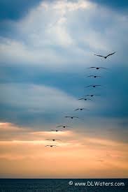 Drawing Birds Flying In The Sky Painting A Dozen In Flight 12 Brown Pelicans Flying Out To Sea On A Stormy Morning At The Outer Banks Of Nc To Buy Prints Http Www Flying Bird Silhouette
