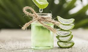 Echte aloe vera, üppige pflanzen,ca. Aloe Vera Gel Wirkung Produkte Und Herstellung