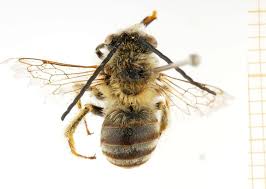 Image result for Blepharis katangensis