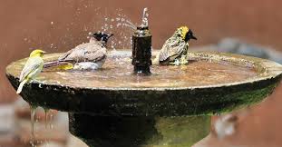 Photo by jackie allison/cornell lab. Tips To Attracting Birds To Bird Bath Easy And Simple Way In 2021 Trendsmost
