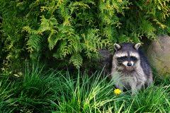 Seit einigen wochen habe ich ungeziefer im schlafzimmer, die anderen zimmer. Ungeziefer Im Garten Bekampfen Hausmittel Die Wirken