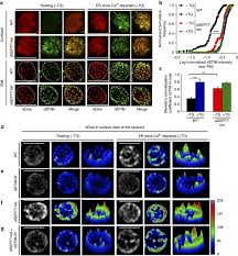 Queen mary university of london. Store Independent Modulation Of Ca 2 Entry Through Orai By Septin 7 Nature Communications