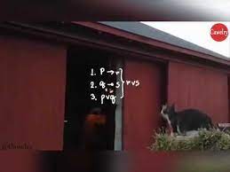 Math Calculation Of A Cat To Jump But Failed Youtube