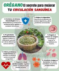 Beneficios de consumir orégano 🤔🌿