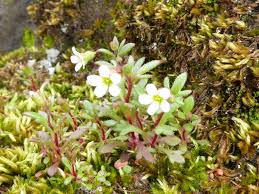 Image result for Tridactyle tridactylites