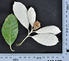 Image result for Brachylaena discolor