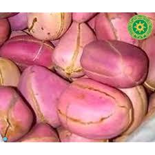 Image result for Cola clavata