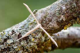 The Common Plume Emmelina Monodactyla Rests With Wings Tightly Rolled Resembling A Small Cross Mothsmatter Photo By Hea Uk Moths Small Crosses Small Leaf