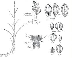 Image result for Echinochloa colona