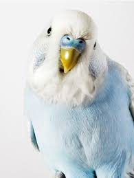 Bird Love Muhabbet Kuslari Kus Hayvanlar