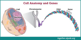 Cancer is the leading cause of death by disease for children under 15 years old in the us. Will My Children Get Cancer Together