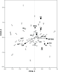 Image result for Diheteropogon filifolius