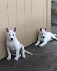 German shepherd / agouti husky pups born sept 7, 2020 amazing personalities with. Pennysaver All White German Shepherd Husky Mix Puppies For Sale In Ventura California Usa