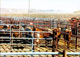 We did not find results for: Buffalo Live Stock Market Your Livestock Where A Handshake Still Means Something