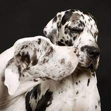 Great Dane Great Dane Dogs Dane Dog Great Dane