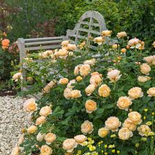 Sun exposure is only part of the battle in successfully growing begonias. Roses For Shady Areas David Austin Roses