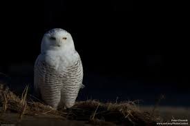 Owls are often considered as a sign of bad luck or death. Owl Bet You Can T Pass This Snowy Owl Quiz The National Wildlife Federation Blog The National Wildlife Federation Blog