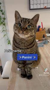 Panini Cat Nicknames Pinterest