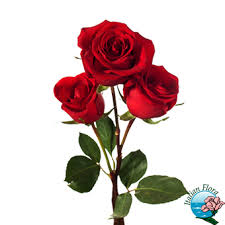 Invia fiori per compleanno, e falli consegnare da fioristi professionisti. Fiori Per Fidanzamento Invio Bouquet E Mazzi Di Rose A Domicilio