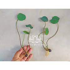 Maybe you would like to learn more about one of these? Anak Pokok Bunga Teratai Baby Lotus Plant è²è± è·è± è Tanaman Air Lotus Flower Water Plant Pink Shopee Malaysia