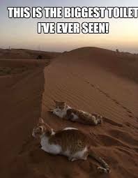 Its Cat Urday 2020 Hayvan Fikralari Komik Hayvan Fotograflari Komik Hayvanlar