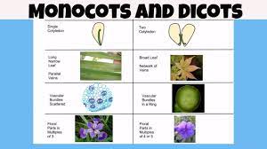 Difference between monocot vs dicot plants - YouTube