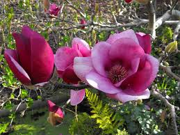 Height and spread in 20 years: Cameo Magnolia