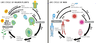 Cyclin protein have rapid turn over, their half life is just 15 minutes or so. Life Cycles