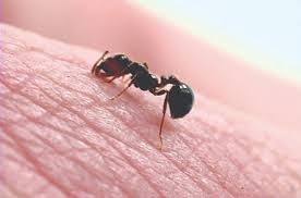Image result for Fire Ant Sting