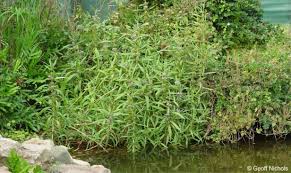 Image result for Hygrophila schulli