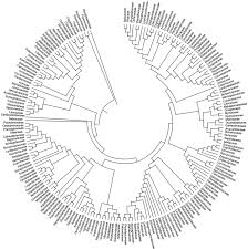 Image result for Gerrardinaceae