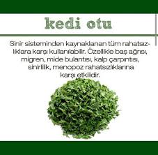 Mutlu Anne Babalar Mutlu Cocuklar Kedi Otu Karniyarik Otu Dulavrat Otu Nelere Fayda Otlar Bitki Menopoz