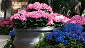 Maybe you would like to learn more about one of these? Hortensien Im Topf