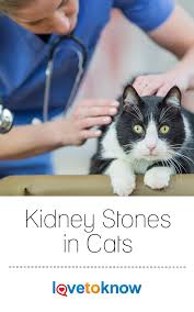 Kidney Stones In Cats And How To Help Lovetoknow Cats Cat Kidney Kidney Stones