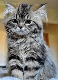 Scruffy Kitty Wuvely I M Not Scruffy My Ear Hair Is Exceptionally Long And I Like It That Way L Pics Of Cute Cats Cute Cats Kittens Cutest