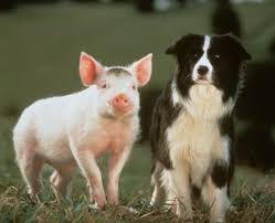 Pin By Paul Ruopp On Pets Pets Animals Baby Pigs